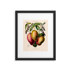 Mango from "Flore dâAmÃ©rique" by Ãtienne Denisse, 1840s Framed Art Print Gallery Image 5