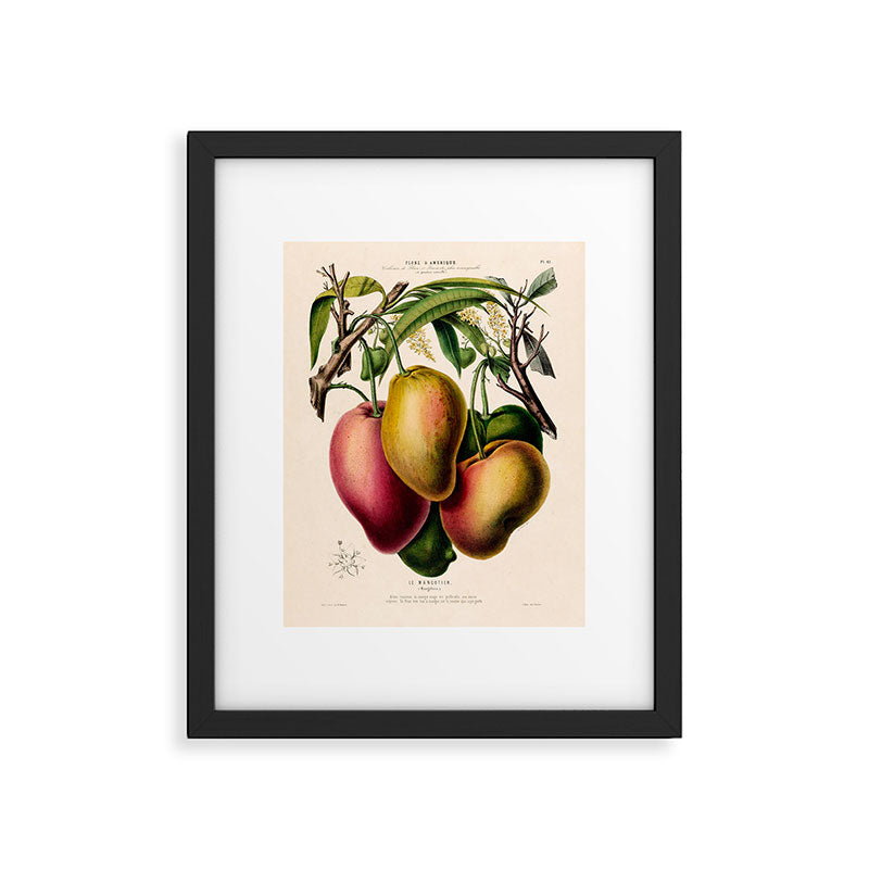 Mango from "Flore dâAmÃ©rique" by Ãtienne Denisse, 1840s Framed Art Print Gallery Image 5