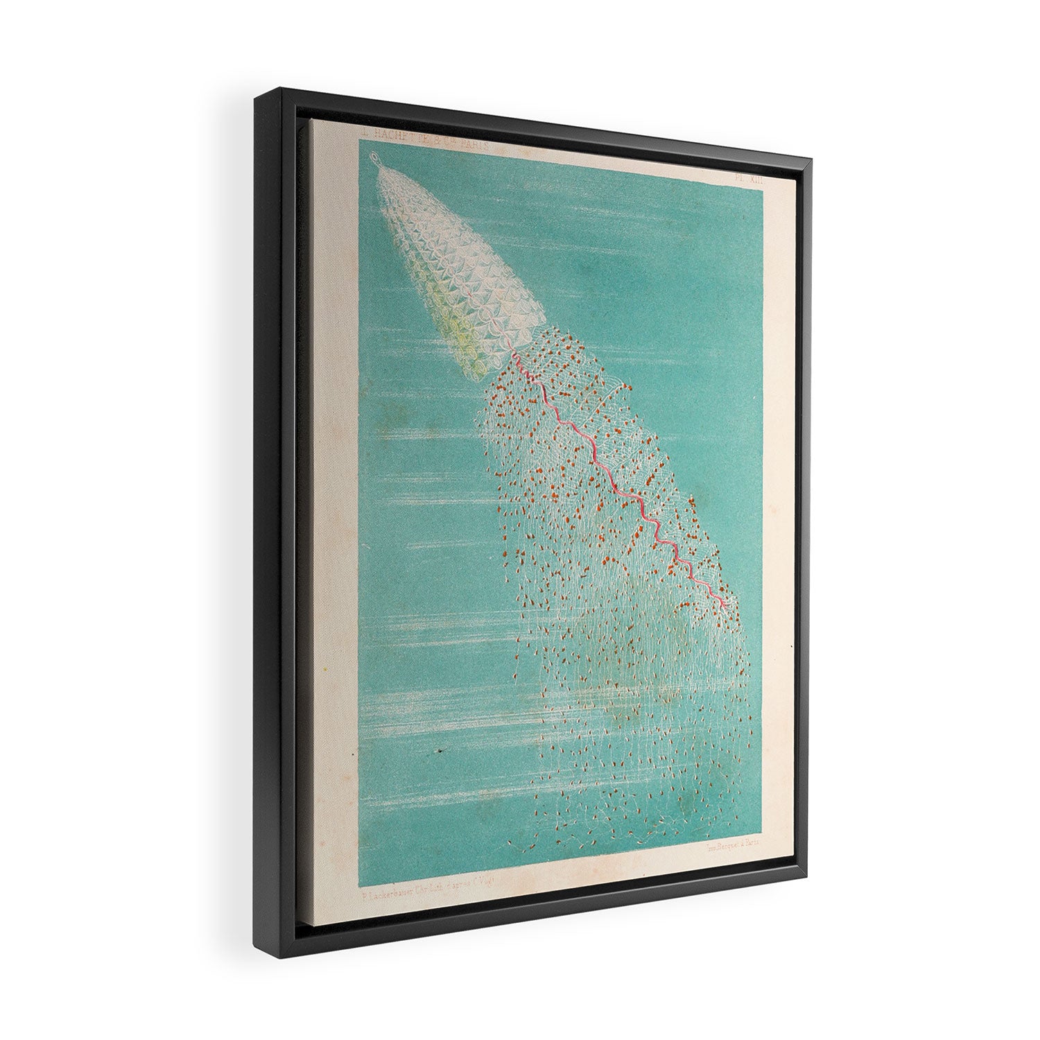 Medusa from "Le Monde de la Mer," 1866 (benefitting The Nature Conservancy) Framed Canvas Print Gallery Image 2
