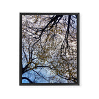 Milky Way of Wood Framed Canvas Print Gallery Image 6