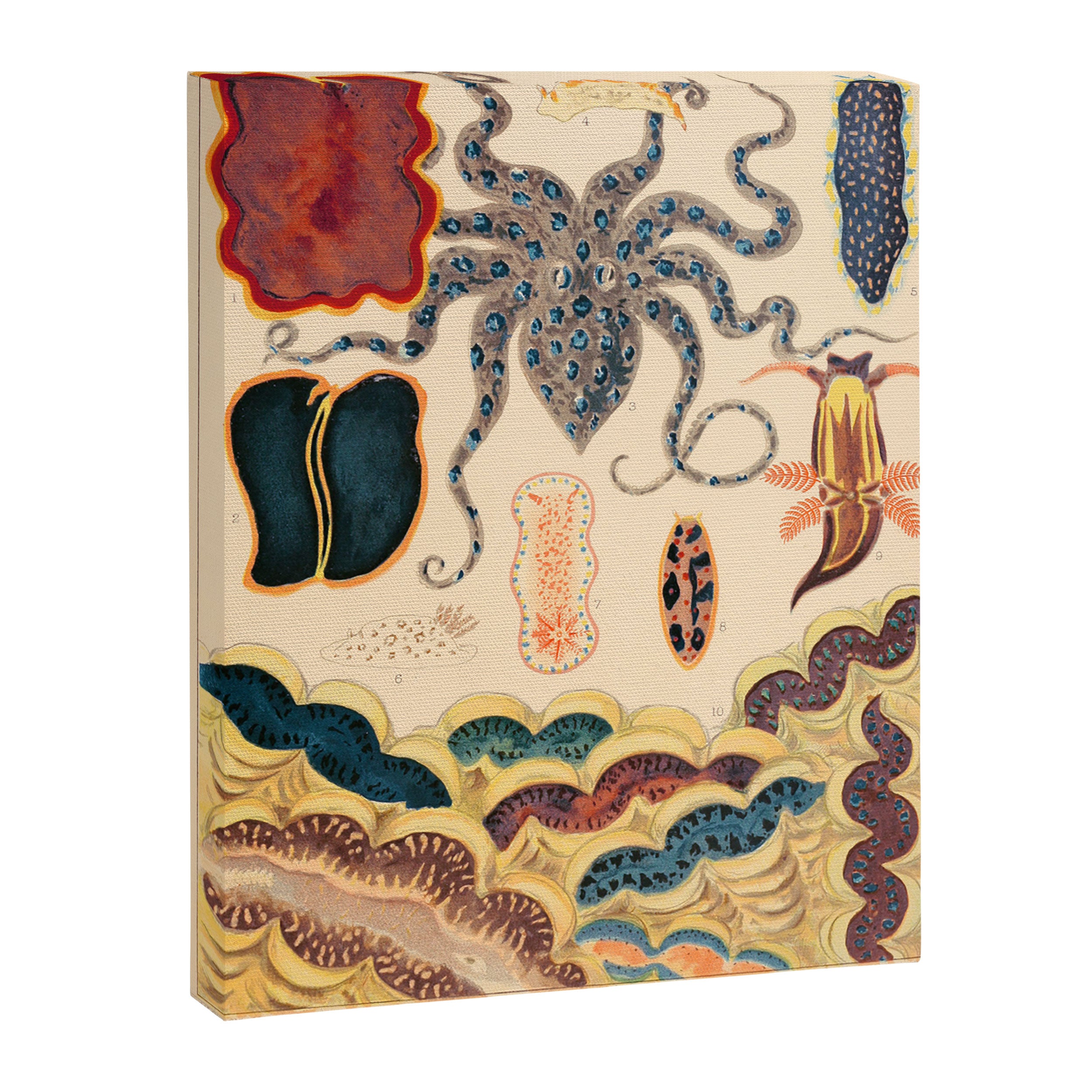 Molluscs from âThe Great Barrier Reef of Australiaâ by William Saville Kent, 1893 Canvas Print Gallery Image 6