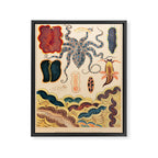 Molluscs from âThe Great Barrier Reef of Australiaâ by William Saville Kent, 1893 Framed Canvas Print Gallery Image 6