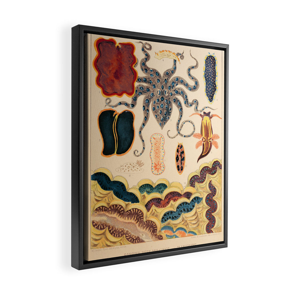 Molluscs from âThe Great Barrier Reef of Australiaâ by William Saville Kent, 1893 Framed Canvas Print Gallery Image 2