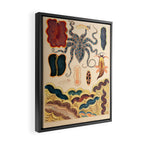 Molluscs from âThe Great Barrier Reef of Australiaâ by William Saville Kent, 1893 Framed Canvas Print Gallery Image 2