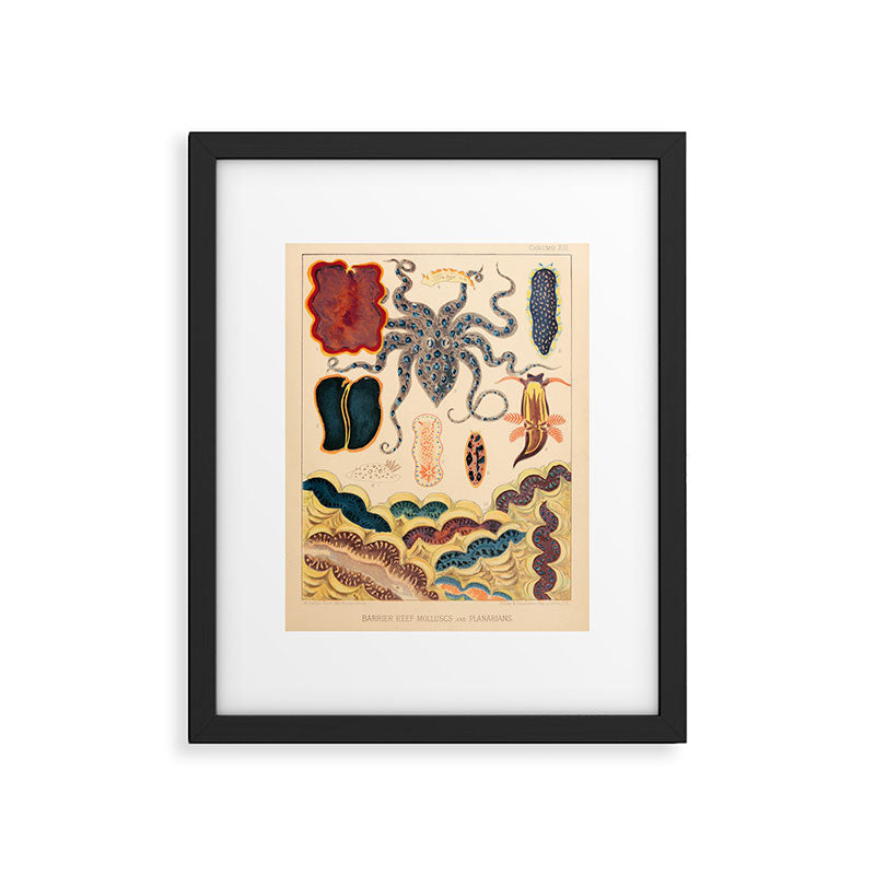 Molluscs from âThe Great Barrier Reef of Australiaâ by William Saville Kent, 1893 Framed Art Print Gallery Image 5