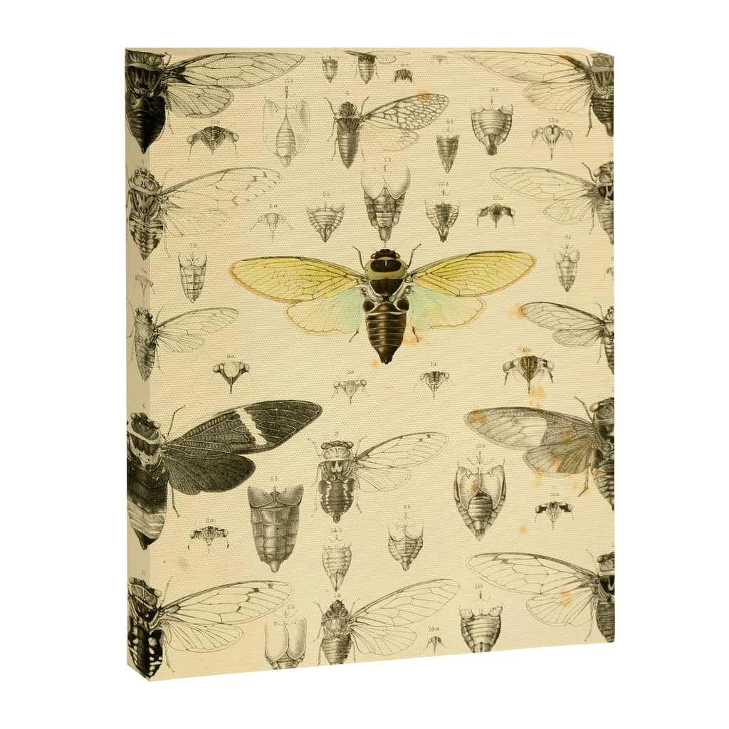 Art from "A Monograph of Oriental Cicadidæ" by William Lucas Distant, 1889 (benefitting The Nature Conservancy) Canvas Print Gallery Image 6