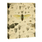 Art from "A Monograph of Oriental Cicadidæ" by William Lucas Distant, 1889 (benefitting The Nature Conservancy) Canvas Print Gallery Image 6