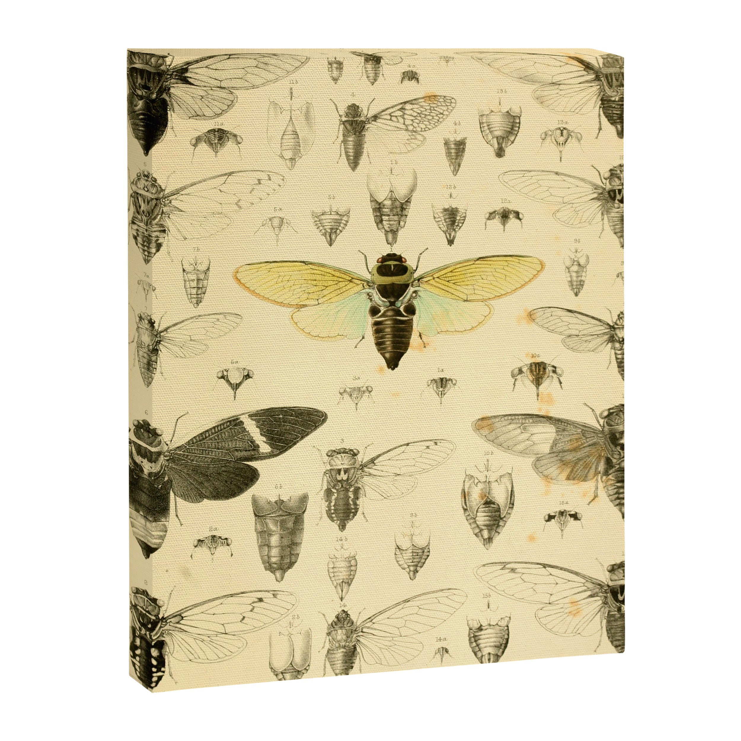 Art from "A Monograph of Oriental Cicadidæ" by William Lucas Distant, 1889 (benefitting The Nature Conservancy) Canvas Print Gallery Image 6