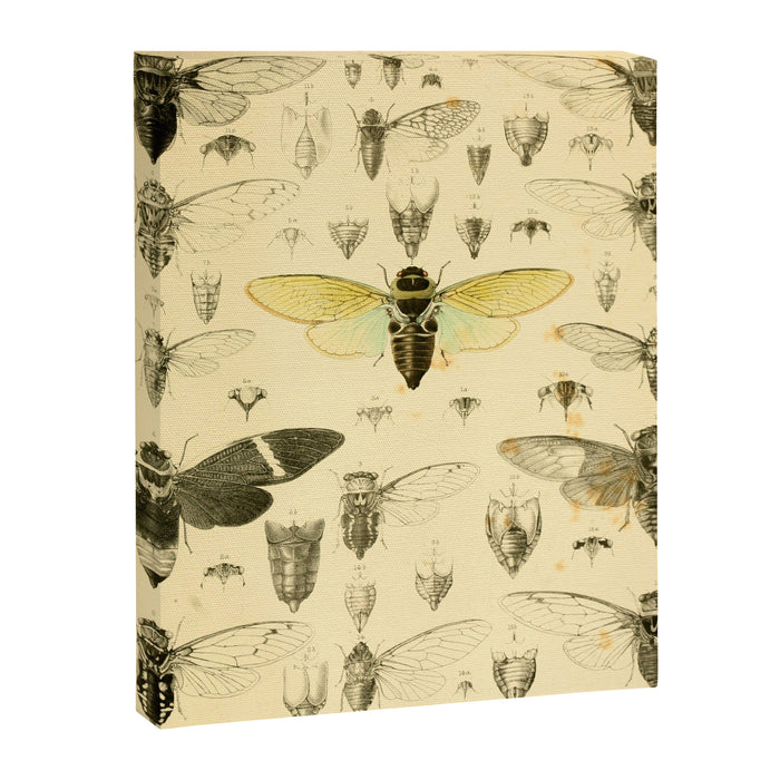 Art from "A Monograph of Oriental Cicadidæ" by William Lucas Distant, 1889 (benefitting The Nature Conservancy) Canvas Print Gallery Image 1