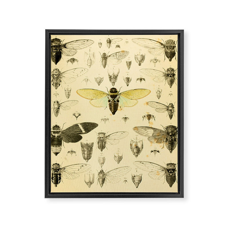 Art from "A Monograph of Oriental Cicadidæ" by William Lucas Distant, 1889 (benefitting The Nature Conservancy) Framed Canvas Print Gallery Image 6