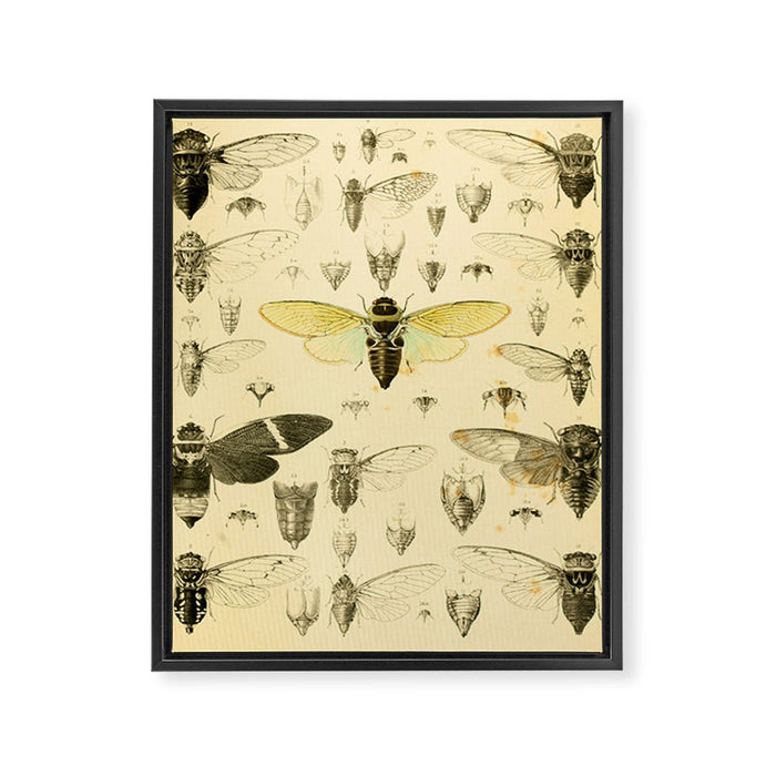 Art from "A Monograph of Oriental Cicadidæ" by William Lucas Distant, 1889 (benefitting The Nature Conservancy) Framed Canvas Print Gallery Image 1
