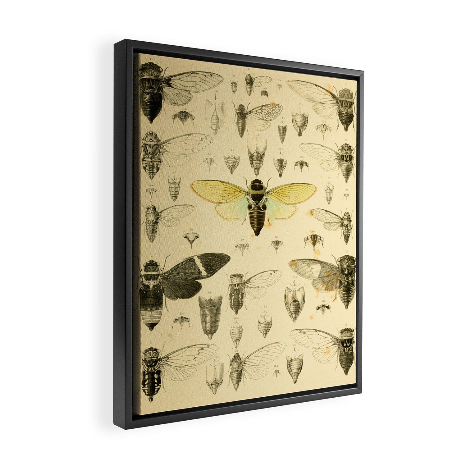 Art from "A Monograph of Oriental Cicadidæ" by William Lucas Distant, 1889 (benefitting The Nature Conservancy) Framed Canvas Print Gallery Image 2