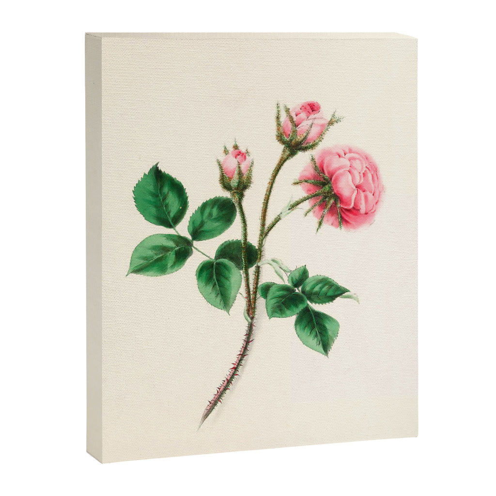  Moss rose by Clarissa Munger Badger, 1866 (benefitting The Nature Conservancy) Canvas Print Gallery Image 6
