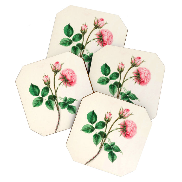  Moss rose by Clarissa Munger Badger, 1866 (benefitting The Nature Conservancy) Coaster Gallery Image 1