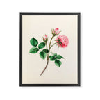  Moss rose by Clarissa Munger Badger, 1866 (benefitting The Nature Conservancy) Framed Canvas Print Gallery Image 6