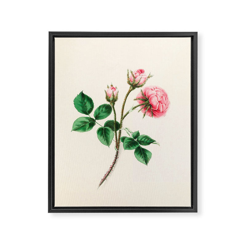  Moss rose by Clarissa Munger Badger, 1866 (benefitting The Nature Conservancy) Framed Canvas Print Gallery Image 6