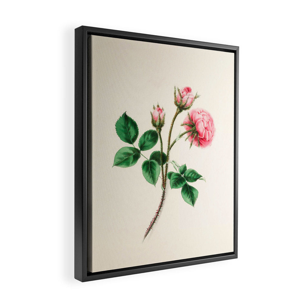  Moss rose by Clarissa Munger Badger, 1866 (benefitting The Nature Conservancy) Framed Canvas Print Gallery Image 2