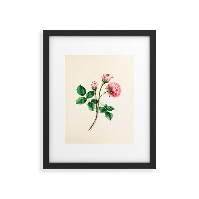 Moss rose by Clarissa Munger Badger, 1866 (benefitting The Nature Conservancy) Framed Art Print Gallery Image 4