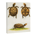Mud-tortoise by George Edwards, 1764 (benefiting The Nature Conservancy) Canvas Print Gallery Image 6