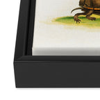 Mud-tortoise by George Edwards, 1764 (benefiting The Nature Conservancy) Framed Canvas Print Gallery Image 3