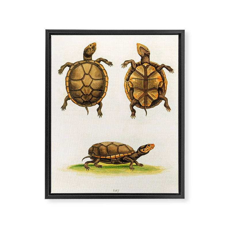Mud-tortoise by George Edwards, 1764 (benefiting The Nature Conservancy) Framed Canvas Print Gallery Image 6