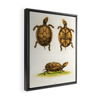 Mud-tortoise by George Edwards, 1764 (benefiting The Nature Conservancy) Framed Canvas Print Gallery Image 2