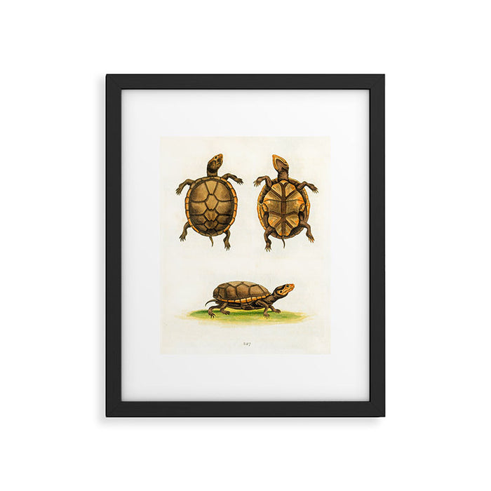 Mud-tortoise by George Edwards, 1764 (benefiting The Nature Conservancy) Framed Art Print Gallery Image 1