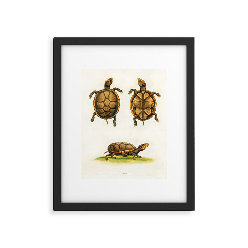 Mud-tortoise by George Edwards, 1764 (benefiting The Nature Conservancy) Framed Art Print Gallery Image 5