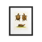 Mud-tortoise by George Edwards, 1764 (benefiting The Nature Conservancy) Framed Art Print Gallery Image 5