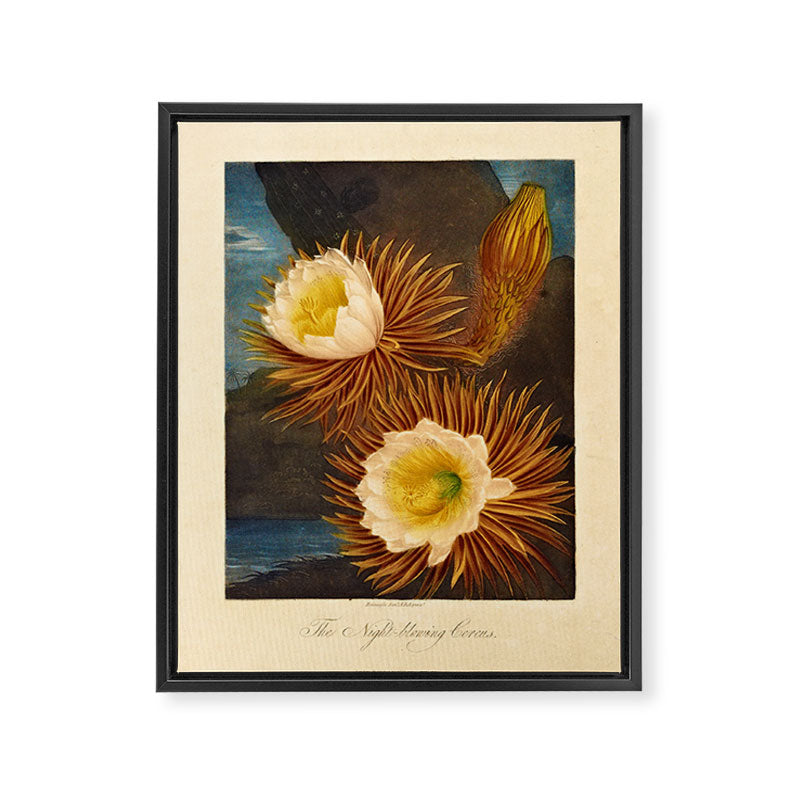 Night-Blooming Cereus from "The Temple of Flora," 1812 (benefitting The Nature Conservancy) Framed Canvas Print Gallery Image 6