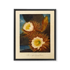 Night-Blooming Cereus from "The Temple of Flora," 1812 (benefitting The Nature Conservancy) Framed Canvas Print Gallery Image 6