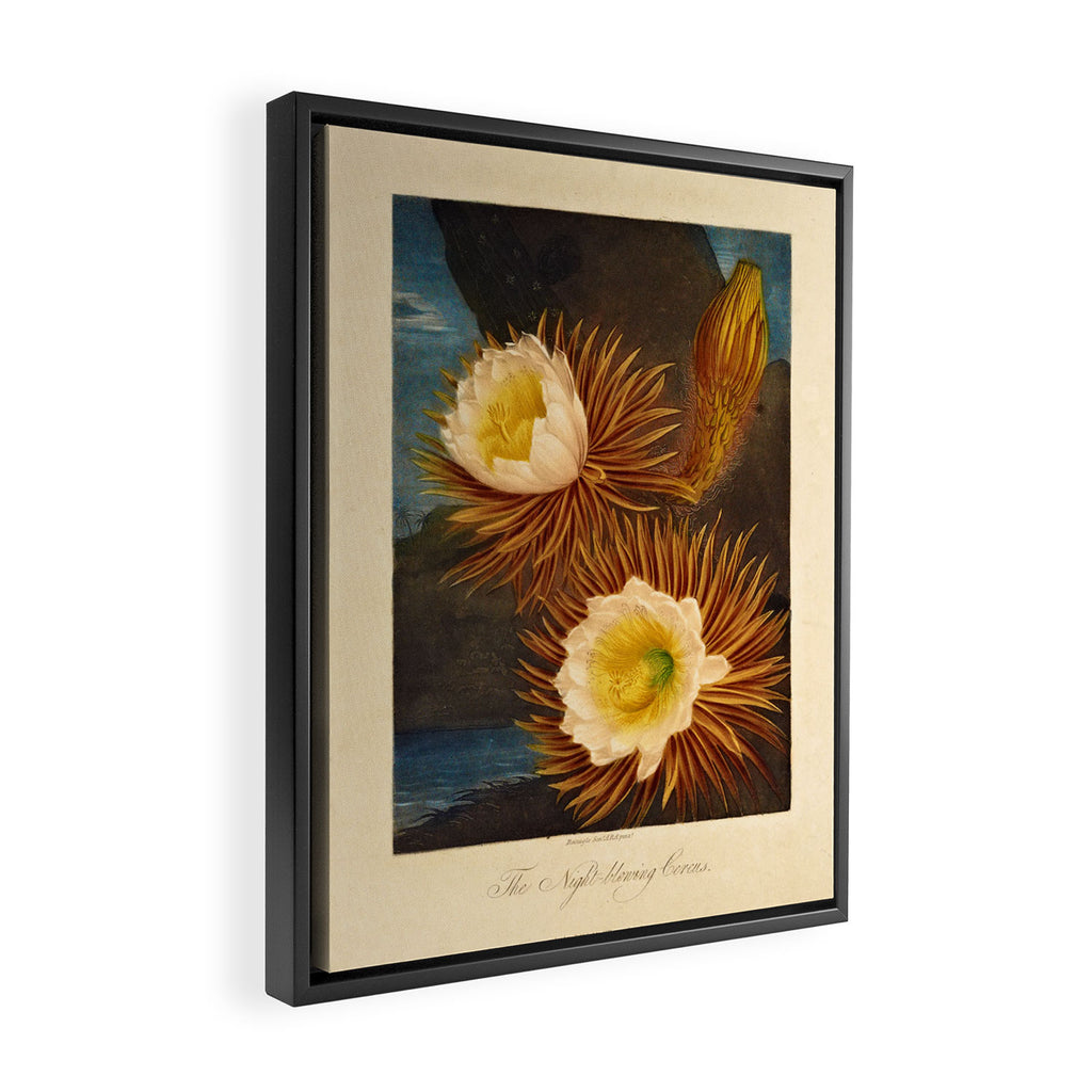 Night-Blooming Cereus from "The Temple of Flora," 1812 (benefitting The Nature Conservancy) Framed Canvas Print Gallery Image 2