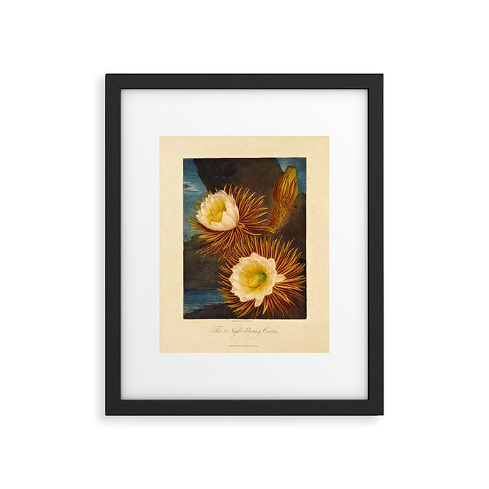 Night-Blooming Cereus from "The Temple of Flora," 1812 (benefitting The Nature Conservancy) Framed Art Print Gallery Image 1