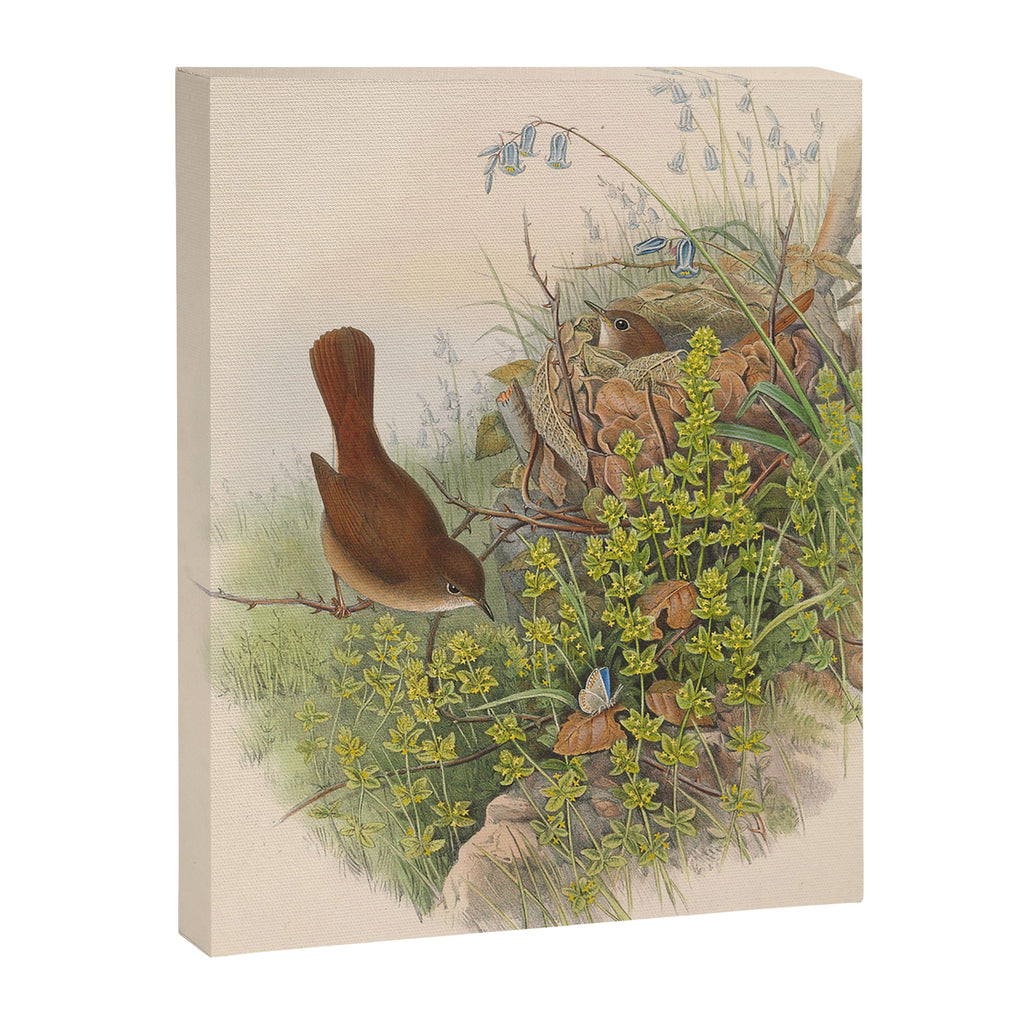 Nightingale from "The Birds of Great Britain," 1873 Canvas Print Gallery Image 6