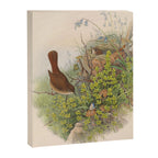Nightingale from "The Birds of Great Britain," 1873 Canvas Print Gallery Image 6
