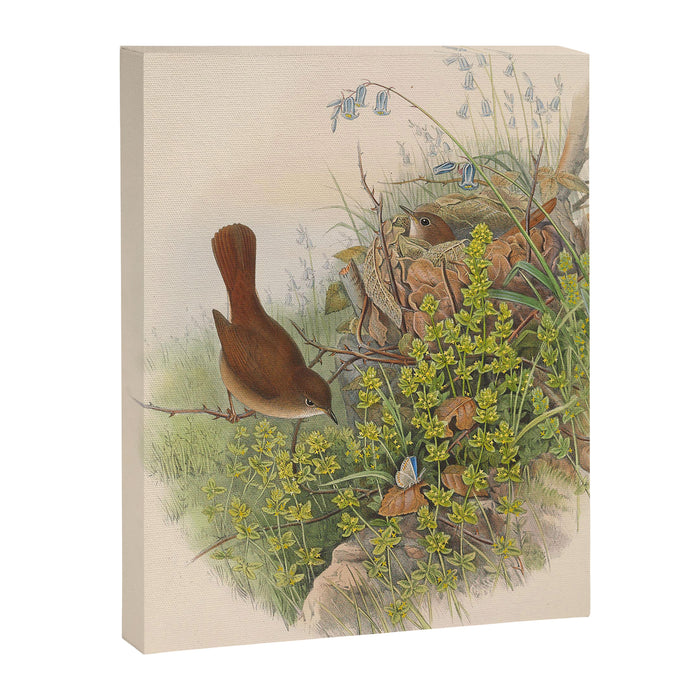 Nightingale from "The Birds of Great Britain," 1873 Canvas Print Gallery Image 1