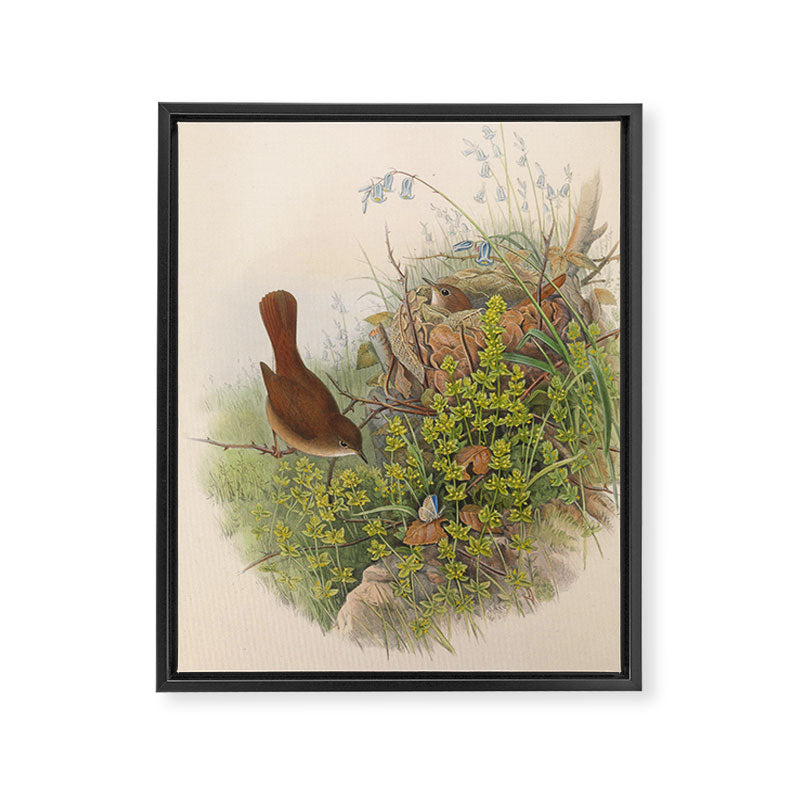 Nightingale from "The Birds of Great Britain," 1873 Framed Canvas Print Gallery Image 6