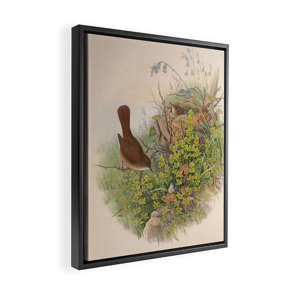 Nightingale from "The Birds of Great Britain," 1873 Framed Canvas Print Gallery Image 2