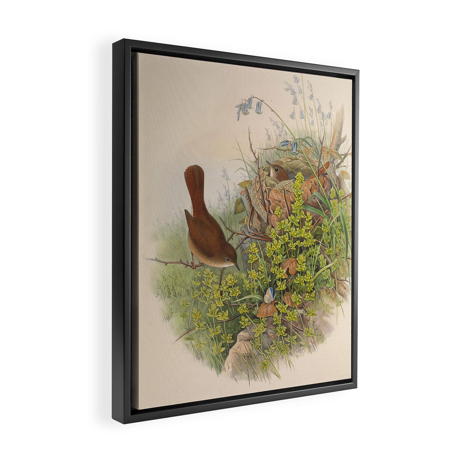 Nightingale from "The Birds of Great Britain," 1873 Framed Canvas Print Gallery Image 2