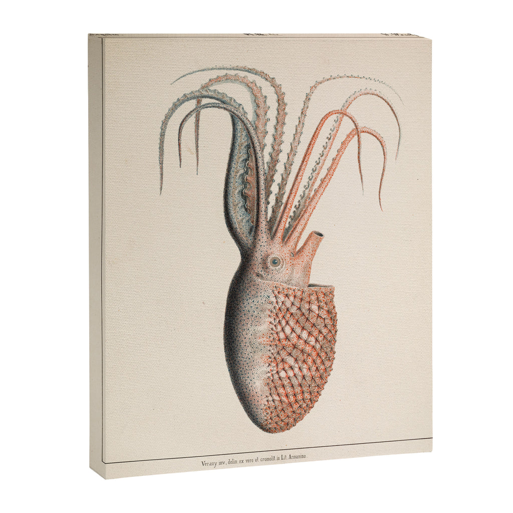 Octopus from "Mollusques Méditeranéens" by Jean Baptiste Vérany, 1851 Canvas Print Gallery Image 6
