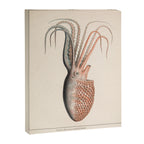 Octopus from "Mollusques Méditeranéens" by Jean Baptiste Vérany, 1851 Canvas Print Gallery Image 6