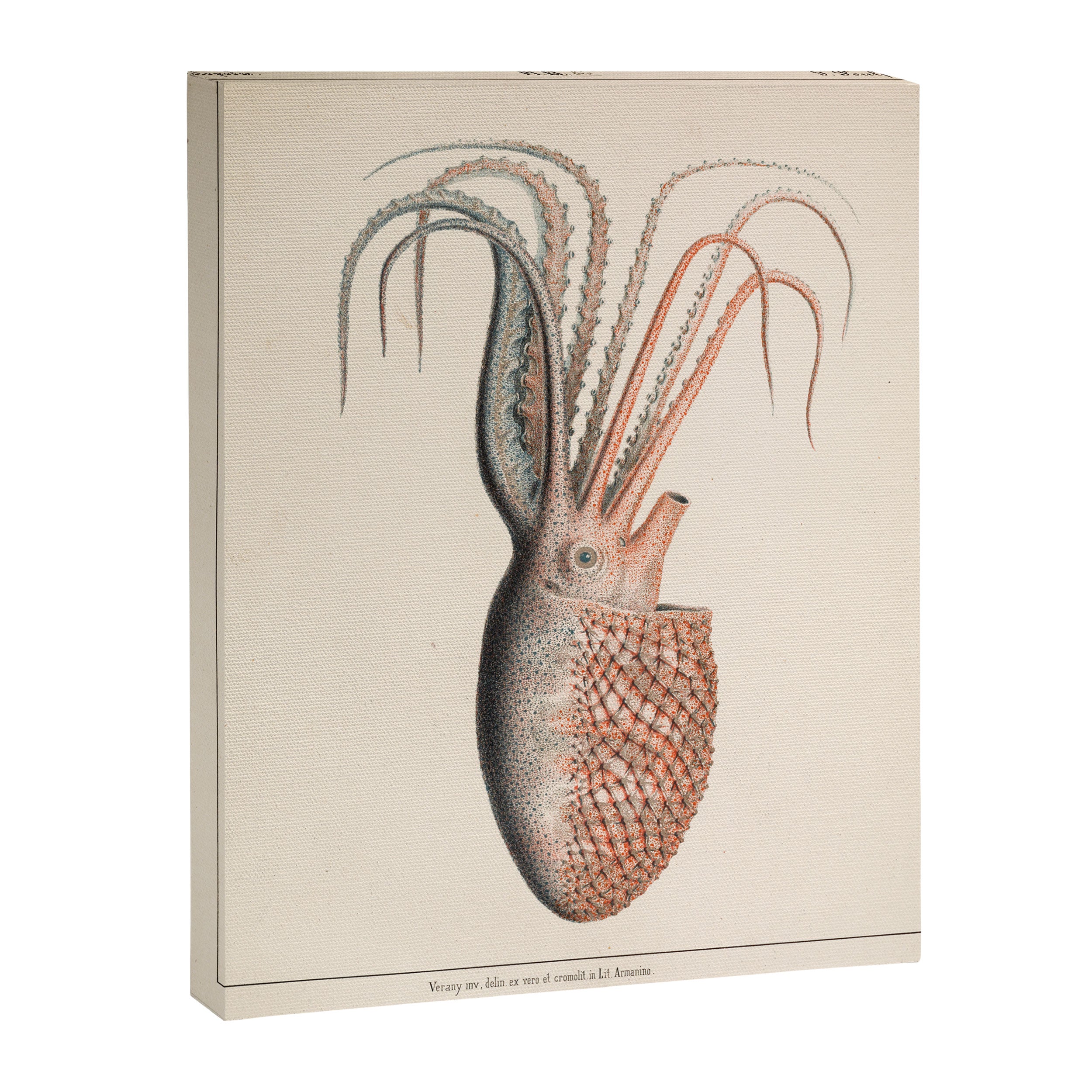 Octopus from "Mollusques Méditeranéens" by Jean Baptiste Vérany, 1851 Canvas Print Gallery Image 6