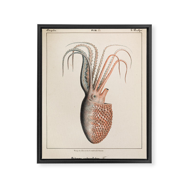 Octopus from "Mollusques Méditeranéens" by Jean Baptiste Vérany, 1851 Framed Canvas Print Gallery Image 6