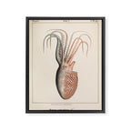 Octopus from "Mollusques Méditeranéens" by Jean Baptiste Vérany, 1851 Framed Canvas Print Gallery Image 6