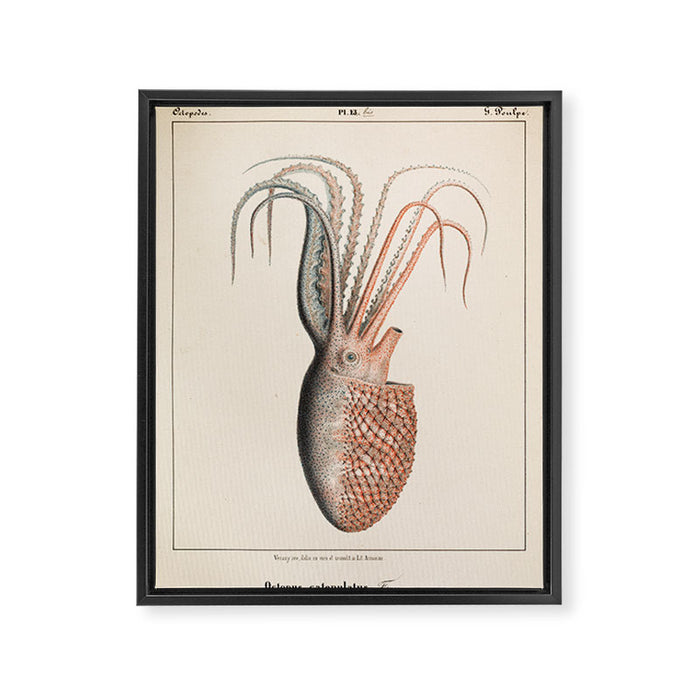 Octopus from "Mollusques Méditeranéens" by Jean Baptiste Vérany, 1851 Framed Canvas Print Gallery Image 1
