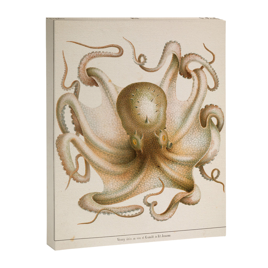 Octopus from "Mollusques Méditeranéens" by Jean Baptiste Vérany, 1851 Canvas Print Gallery Image 6