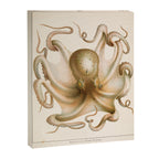 Octopus from "Mollusques Méditeranéens" by Jean Baptiste Vérany, 1851 Canvas Print Gallery Image 6