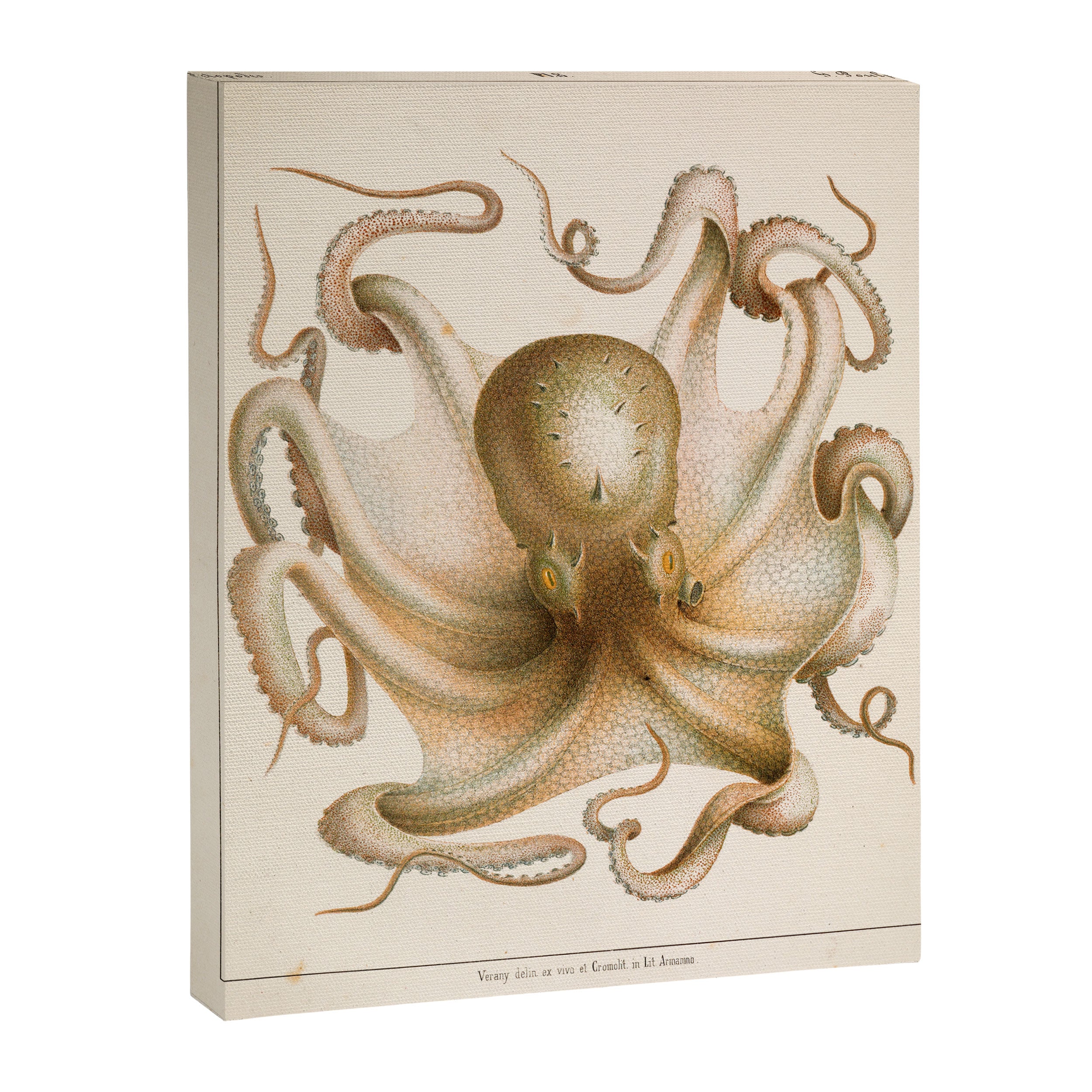 Octopus from "Mollusques Méditeranéens" by Jean Baptiste Vérany, 1851 Canvas Print Gallery Image 6