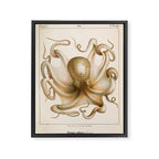 Octopus from "Mollusques Méditeranéens" by Jean Baptiste Vérany, 1851 Framed Canvas Print Gallery Image 6