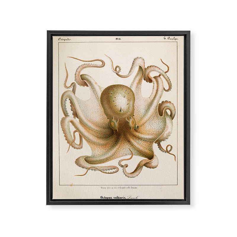 Octopus from "Mollusques Méditeranéens" by Jean Baptiste Vérany, 1851 Framed Canvas Print Gallery Image 6